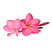 Sensiblu sensiblu sensi blu Sticker