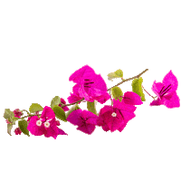 Sensiblu sensiblu sensi blu Sticker