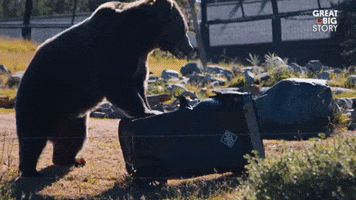 Angry Lets Go GIF by Great Big Story