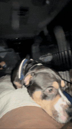 ICHybrid giphygifmaker dog giphycreatortest GIF