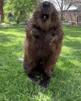 post gif