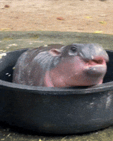Baby Animals GIF