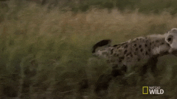 nat geo wild hyena GIF by Savage Kingdom
