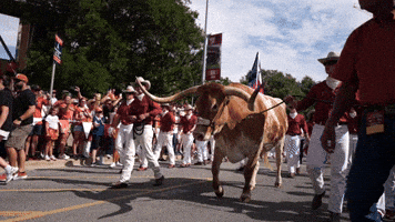 Football Bevo GIF by Texas Longhorns