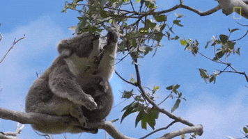 Koala GIF by Nat Geo Wild