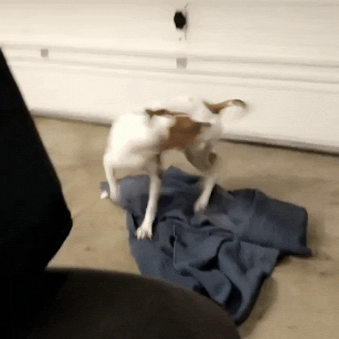 Zoomies gif