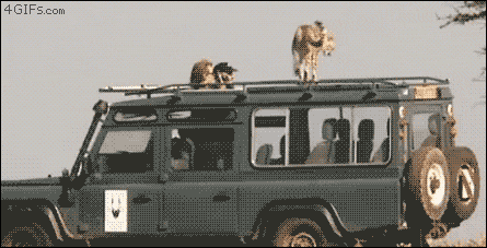 Safari gif