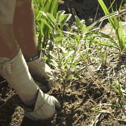 Gardening gif