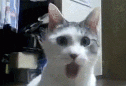 Cat gif