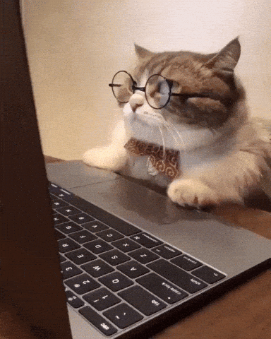 Cat gif