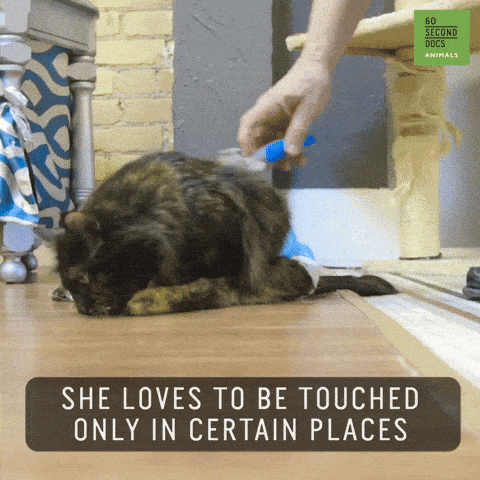 Furminator gif