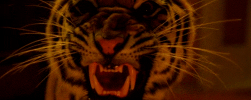Whiskers gif