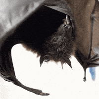 fruit bat GIF by San Diego Zoo