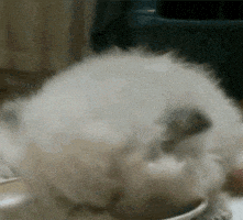 cat GIF