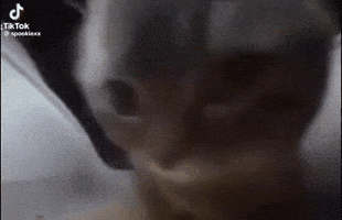 Cat Dancing GIF