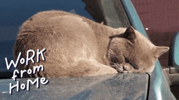 Work From Home Reaction GIF by Squirrel Monkey