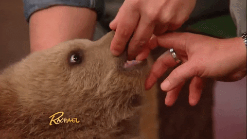 baby animals love GIF by Rachael Ray Show