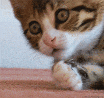 Shocked Oh No GIF by Yêu Lu Shocked Oh No GIF by Yêu Lu