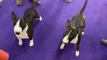 Dog Show GIF by Westminster Kennel Club