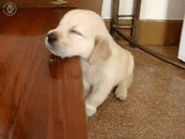 Tired Dog GIF