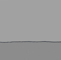 Flower Love GIF by Chippy the Dog