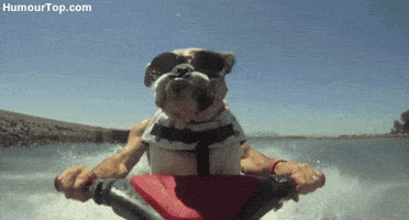 Dog Water GIF