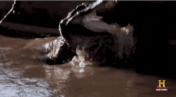 swamp people history GIF