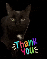 Black Cat Thank You GIF