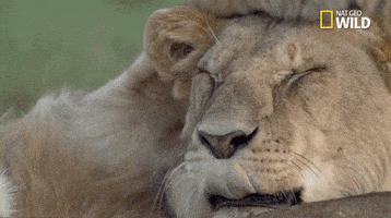National Geographic Cuddle GIF by Nat Geo Wild