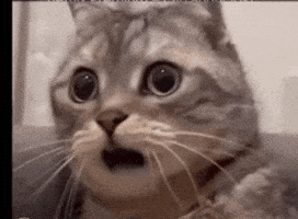 What The Hell Wtf GIF