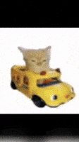 Cat GIF