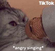 Angry Cat GIF by TikTok