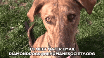 dog adopt GIF by Nebraska Humane Society 