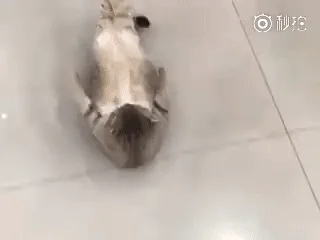 workout GIF