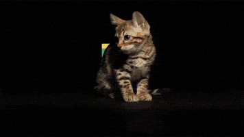 Excuse Me Cat GIF by Dark Igloo