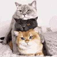 International Cat Day Cats GIF by MOODMAN
