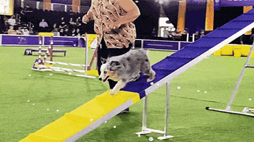 Westminster Dog Show Dogs GIF by Westminster Kennel Club