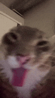 Cat Tongue GIF