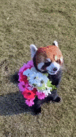我爱你花 GIF