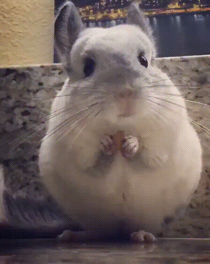 Cute GIF