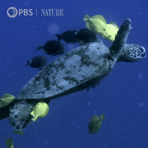 Pbs Nature Ocean GIF by Nature on PBS by pbsnature