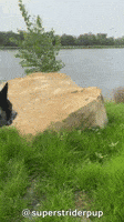 Cattle Dog Hello GIF by Geekster Pets