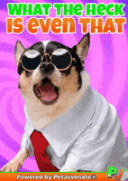 What The Wtf GIF by PetJuvenate - PJ