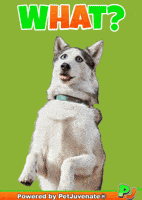 What The Wtf GIF by PetJuvenate - PJ