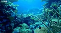 Marine Life Ocean GIF by BBC