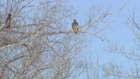 Fight Eagle GIF by U.S. Fish and Wildlife Service