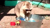Raccoon GIF