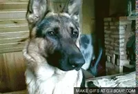 Dog What GIF