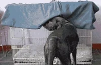 Tired Dog GIF