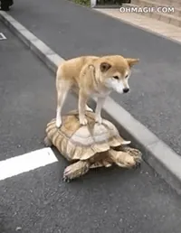 Shiba Inu Win GIF